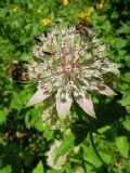 Astrantia major