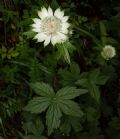 Astrantia major