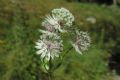 Astrantia major