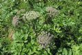 Angelica sylvestris