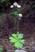 Astrantia major