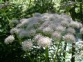 Angelica sylvestris