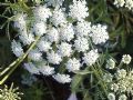 Ammi majus