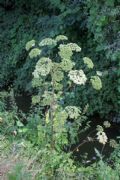 Angelica sylvestris