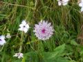 Astrantia major