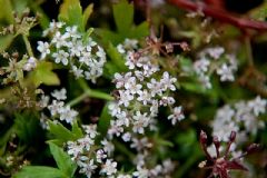 Apiaceae