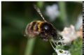 Bombus ruderatus sardiniensis