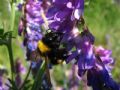 Bombus hortorum