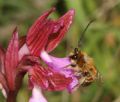 Eucera nigriscens (cfr.)