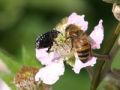 Apis mellifera