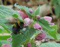 Bombus argillaceus