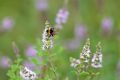 Bombus terrestris