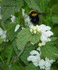 Bombus argillaceus