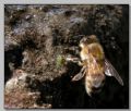 Apis mellifera