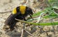 Bombus argillaceus