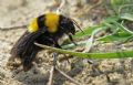 Bombus argillaceus