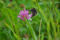 Bombus humilis appeninus