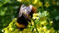 Bombus pratorum