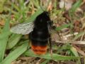 Bombus lapidarius