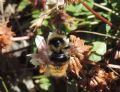 Bombus campestris