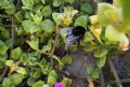 Bombus terrestris canariensis