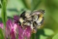 Bombus sylvarum