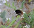 Bombus pereziellus