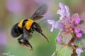 Bombus argillaceus