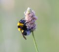 Bombus ruderatus