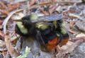 Bombus lapidarius decipiens