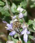 Apis mellifera siciliana