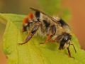 Bombus sylvarum