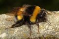 Bombus terrestris