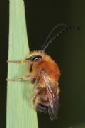 Eucera sp.