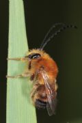 Eucera sp.