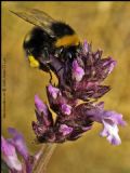 Bombus hortorum