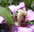 Bombus terrestris