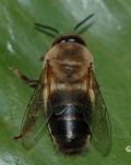 Apis mellifera