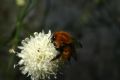 Bombus pascuorum