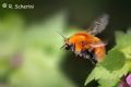 Bombus pascuorum