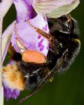 Bombus terrestris xanthopus