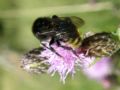 Bombus rupestris (cfr)