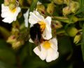 Bombus terrestris xanthopus (cfr.)