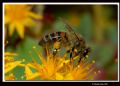 Apis mellifera