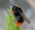 Bombus ruderarius