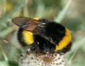 Bombus terrestris