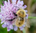 Bombus pascuorum