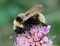 Bombus campestris