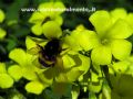 Bombus terrestris sassaricus