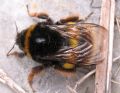 Bombus terrestris